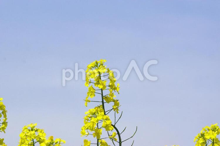 黄色く染まった北国の絶景 菜の花畑,旅行,夏の写真素材