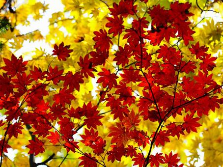 紅葉（瑞牆山） 紅葉,秋,10月の写真素材