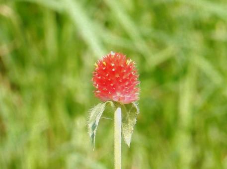 【花の写真】センニチコウ(千日紅) 【花の写真】センニチコウ(千日紅)の写真