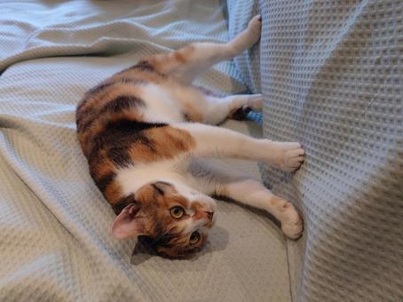 ソファの上の猫 ソファの上の猫の写真