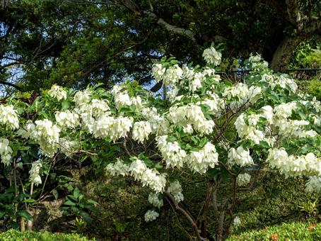 コンロンカは黄色い星型のお花 コンロンカは黄色い星型のお花 コンロンカ,お花,白の写真素材
