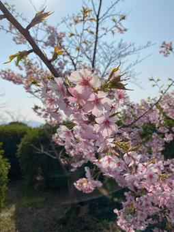 春光に咲く桜 春光に咲く桜の写真