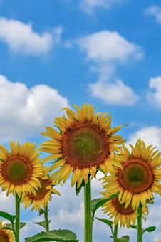 ヒマワリの花 ヒマワリの花の写真