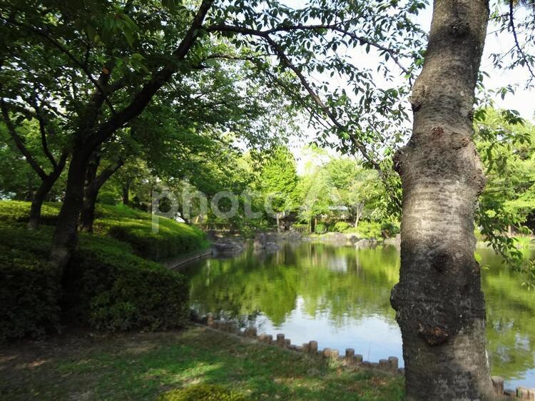 池のある風景2 池,公園,景色の写真素材