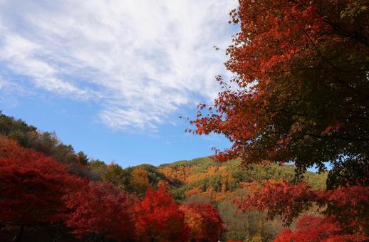 紅葉　長野県　もみじ湖 秋,モミジ,木漏れ日の写真素材