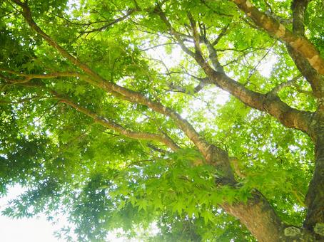 Photo, blue maple, fresh green, young leaves, 