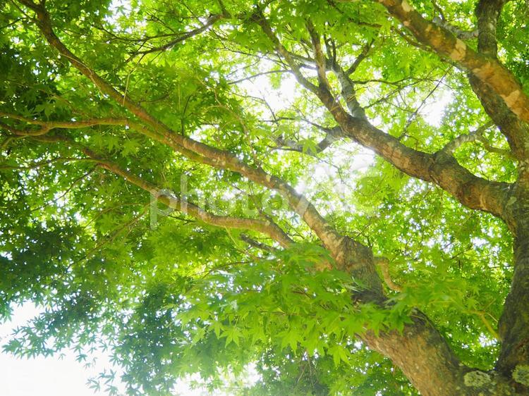 青もみじと木漏れ日／新緑の美しい風景 青もみじ,新緑,若葉の写真素材