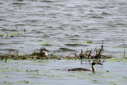 Photo, bird, great crested grebe, wild bird, 