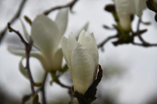 ハクモクレン（白木蓮） ハクモクレン,白,白木蓮の写真素材