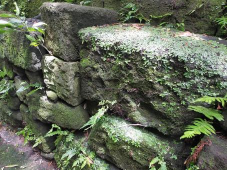 苔生した遺跡 苔生した遺跡の写真