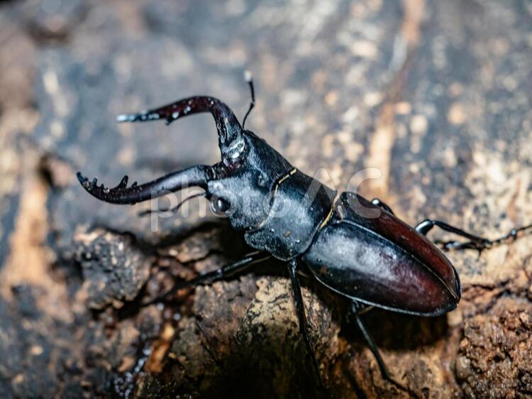 【夏休み】【昆虫採集】野生のノコギリクワガタ ノコギリクワガタ,クワガタムシ,昆虫の写真素材