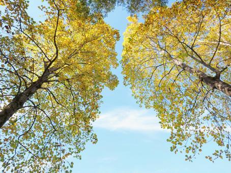 ユリノキの紅葉を見上げる ユリノキ,大木,高木の写真素材