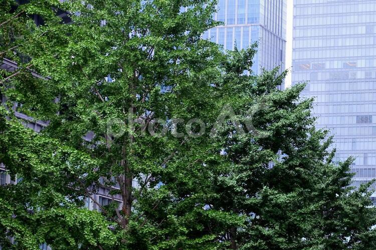 街路樹 街路樹,ビル,都市緑化の写真素材