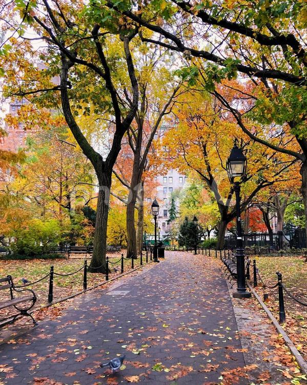 紅葉のワシントンスクエアパーク 公園,紅葉,黄葉の写真素材