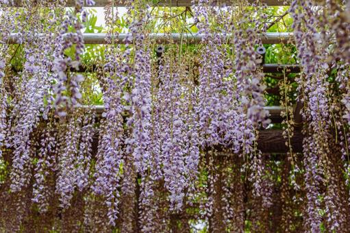 藤の咲く丘　藤棚の藤2ー13 藤棚,藤の花,花の写真素材