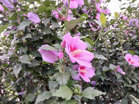Photo, muggets, mugunghwa, mucin, 