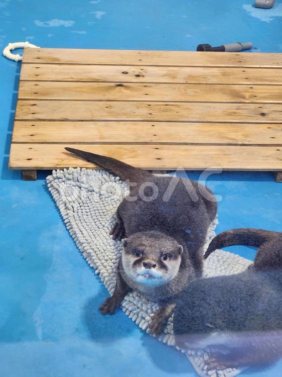 カワウソ デート,インスタ映え,旅行の写真素材