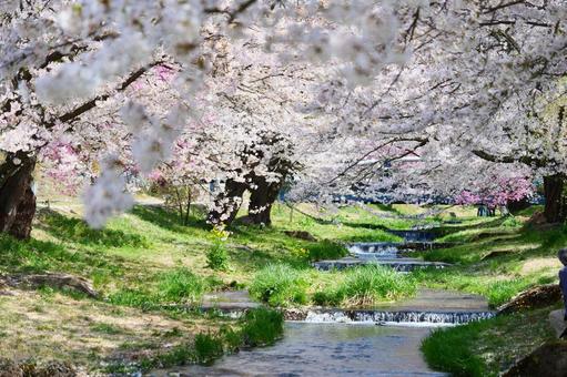 観音寺川の桜並木 観音寺川の桜並木 桜,さくら,ソメイヨシノの写真素材