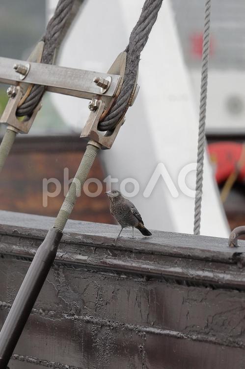 イソヒヨドリの雌 動物,自然,鳥の写真素材