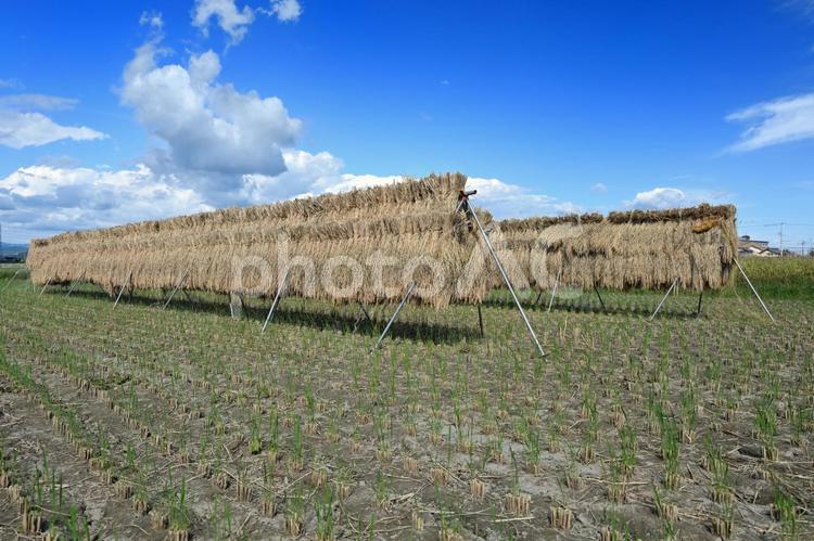 稲刈り後の天日干し 稲,稲刈り,天日干しの写真素材