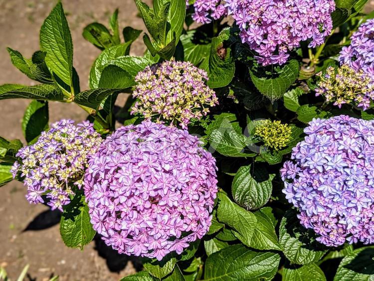 ミッキーマウスあじさい 植物,紫陽花,あじさいの写真素材
