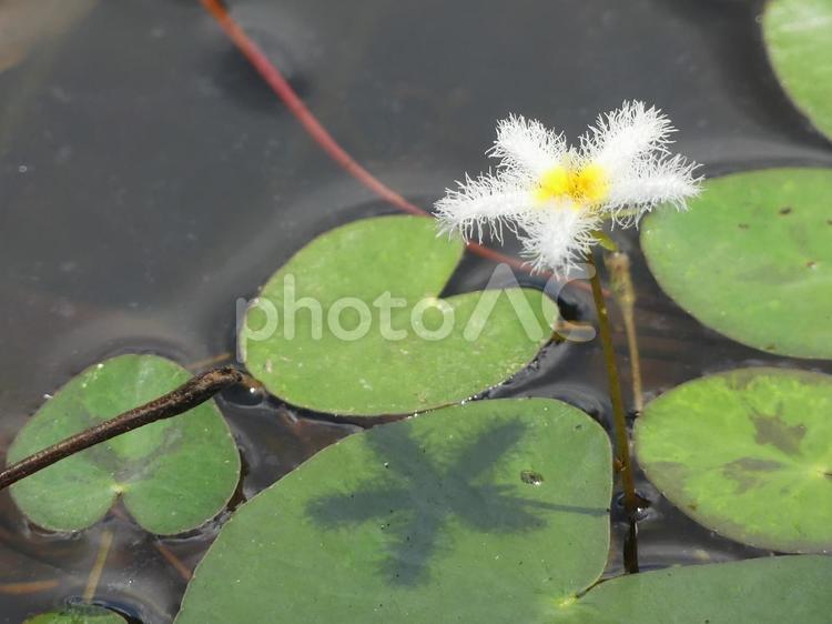 レースのような白く可憐な花が咲くガガブタ ガガブタ,植物,浮揚性植物の写真素材