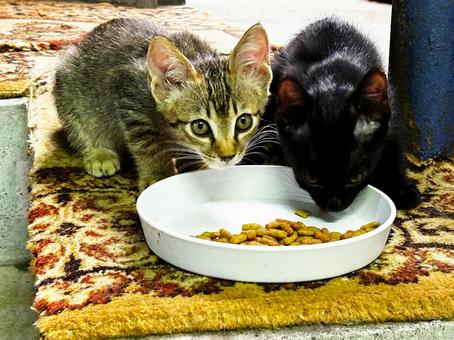 仲良く食事する子猫たち 仲良く食事する子猫たち 子猫,ノラ猫,サバトラ猫の写真素材