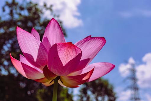 古代ハスの花6ー2 古代ハスの花6ー2の写真