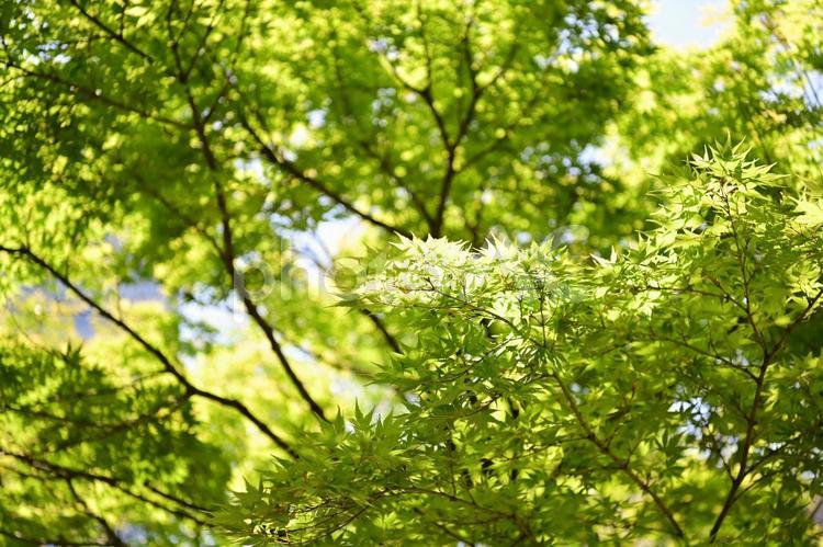 植栽のモミジ イロハモミジ,モミジ,カエデの写真素材