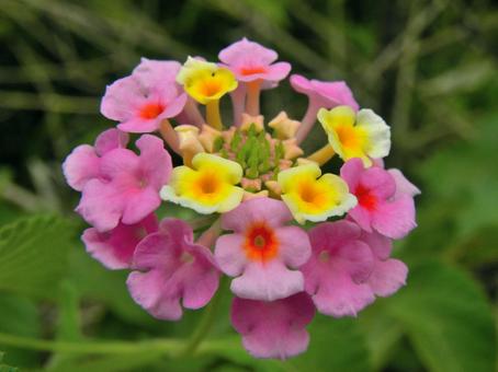 ランタナの花_03 ランタナの花_03の写真