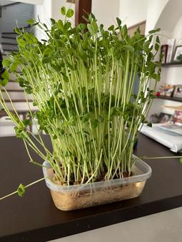 豆苗の栽培 豆苗の栽培,豆苗,スプラウトの写真素材