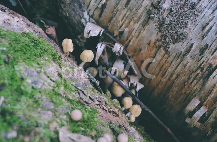 森の中のきのこ 癒し,苔,風景の写真素材