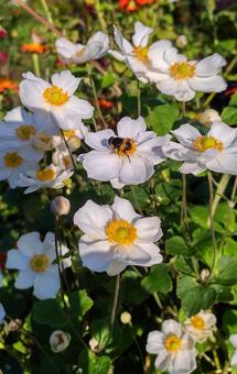 シュウメイ菊と蜜蜂、ぽかぽか陽気の晩秋 ガーデニング,きれい,昆虫の写真素材