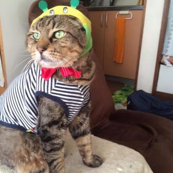 被り物猫 被り物猫の写真