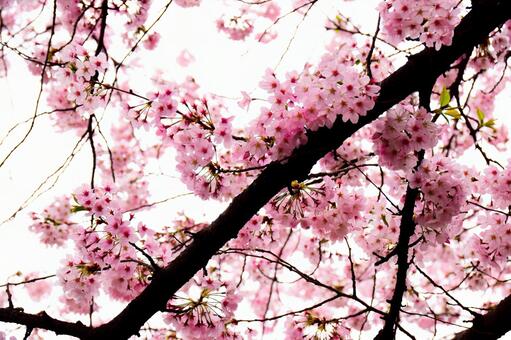 桜 桜の写真