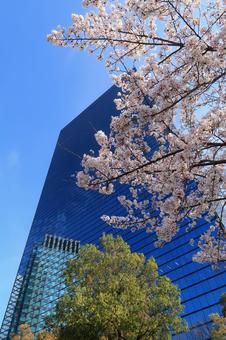 桜 染井吉野 クリスタルタワー 青空 桜 染井吉野 クリスタルタワー 青空 桜,染井吉野,サクラの写真素材