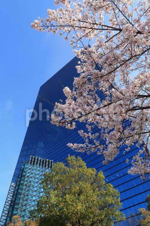 桜　染井吉野　クリスタルタワー　青空 桜,染井吉野,サクラの写真素材