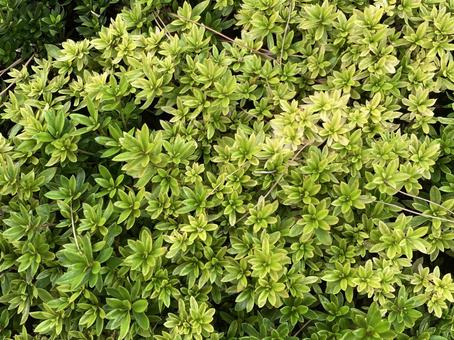 植え込み植物テクスチャー 植え込み植物テクスチャーの写真