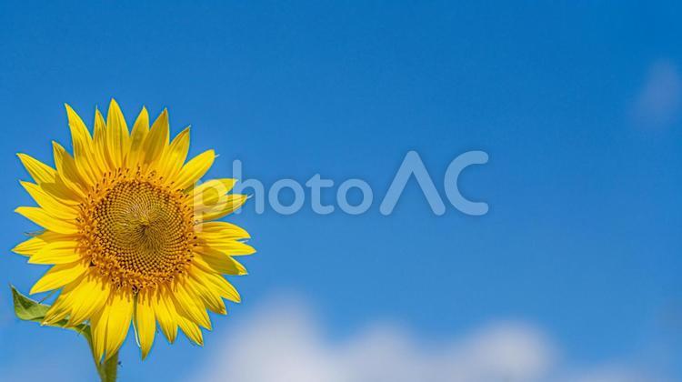 ひまわり 夏のイメージ　テクスチャ ひまわり,青空,雲の写真素材