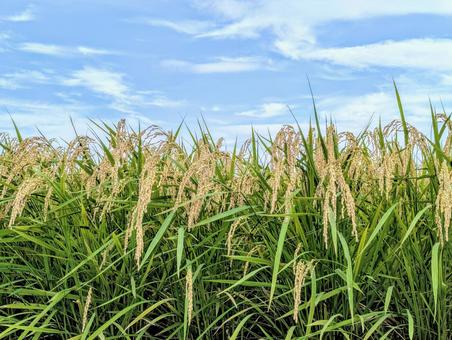 収穫近づく稲 稲,米,自然の写真素材
