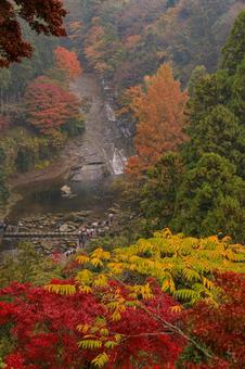 養老渓谷 養老渓谷,粟又の滝,滝の写真素材