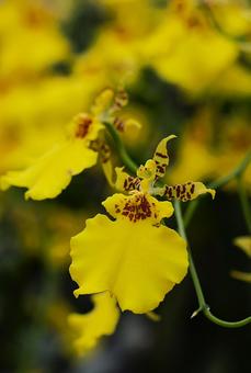 9月中旬のオンシジウムの花 9月中旬のオンシジウムの花 オンシジウム,黄色,花の写真素材