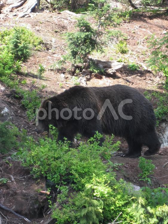 熊　カナダ　バンクーバー郊外　 バンクーバー,カナダ,ブリティッシュコロンビアの写真素材