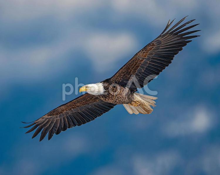 澄み切った青空を背景に威厳あるワシの飛行 ワシ,鷲,動物の写真素材