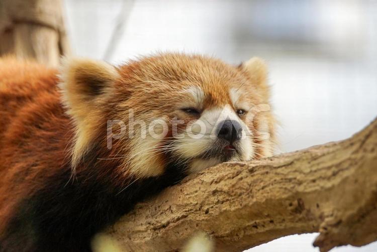 木の上のレッサーパンダ レッサーパンダ,動物,動物園の写真素材