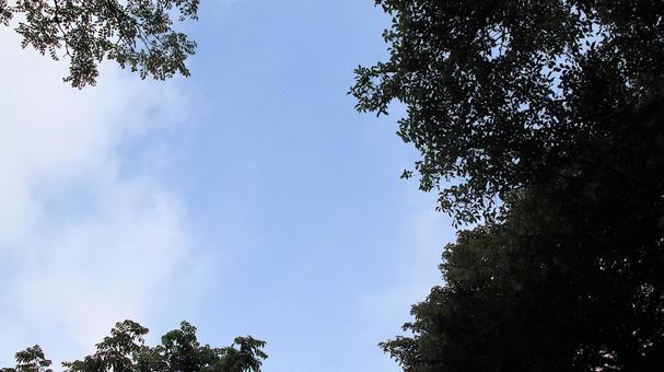 恩賜箱根公園遊歩道から見上げた晩夏の空 恩賜箱根公園遊歩道から見上げた晩夏の空の写真