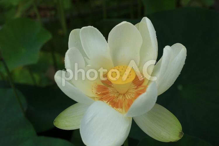 ハス　№8 ハス,蓮,植物の写真素材