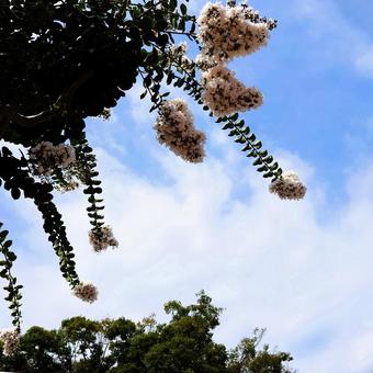 百日紅の花咲く夏空 百日紅の花咲く夏空 百日紅,サルスベリ,夏の写真素材