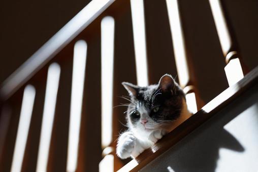 2階から覗く猫 2階から覗く猫 猫,ねこ,ネコの写真素材