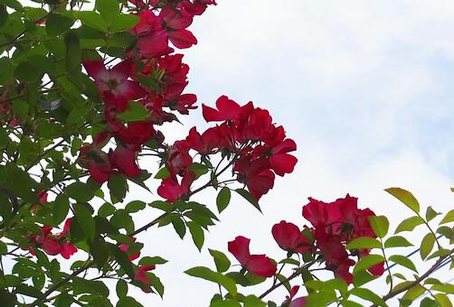 バラ [Rose]-020の写真